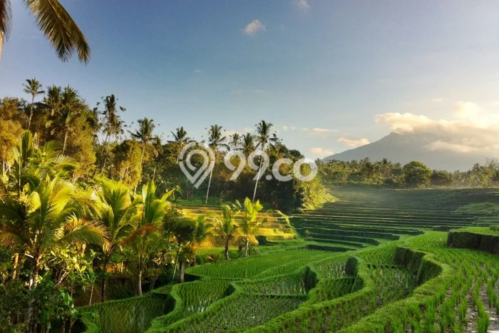 Dijual Tanah 54720m2 di Wanagiri, Buleleng Dijual Tanah 54720m2 di Wanagiri, Buleleng