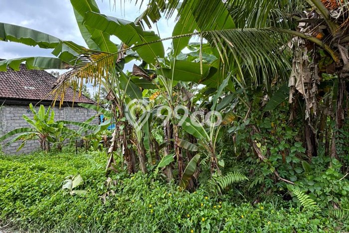Dijual Tanah Lokasi Pejeng, Gianyar Seluas 200m2 Dijual Tanah Lokasi Pejeng, Gianyar Seluas 200m2