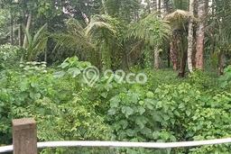 Tanah Disewa di Lodtunduh Strategis dan Memiliki Luas 2000m2 Tanah Disewa di Lodtunduh Strategis dan Memiliki Luas 2000m2