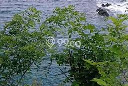 Tanah Dijual Lokasi Seraya, Karangasem dengan Luas Tanah 1500m2 dan Status SHM Tanah Dijual Lokasi Seraya, Karangasem dengan Luas Tanah 1500m2 dan Status SHM