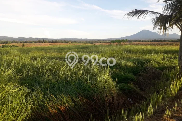 Lahan Strategis di Selemadeg Tabanan Disewakan dengan Luas 57m2 Lahan Strategis di Selemadeg Tabanan Disewakan dengan Luas 57m2
