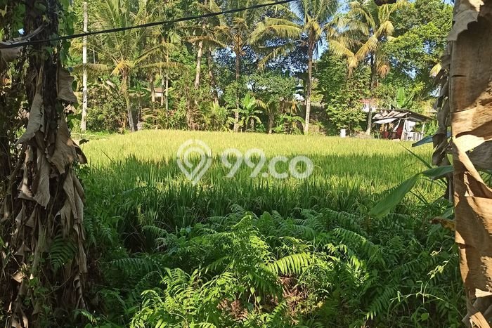 Land Rental Tanah Kawasan Ubud, Luas 400m², Akses Bagus Land Rental Tanah Kawasan Ubud, Luas 400m², Akses Bagus