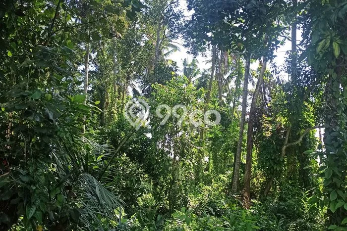 AREA FOR RENT! Tanah Kawasan Ubud, Luas 400m², Lokasi Bisnis AREA FOR RENT! Tanah Kawasan Ubud, Luas 400m², Lokasi Bisnis