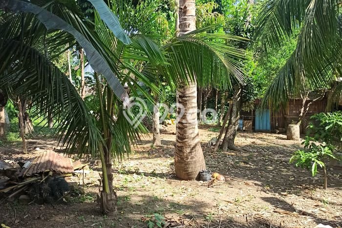 Land Rental Tanah Kawasan Ubud, Luas 500m², Akses Mudah Land Rental Tanah Kawasan Ubud, Luas 500m², Akses Mudah