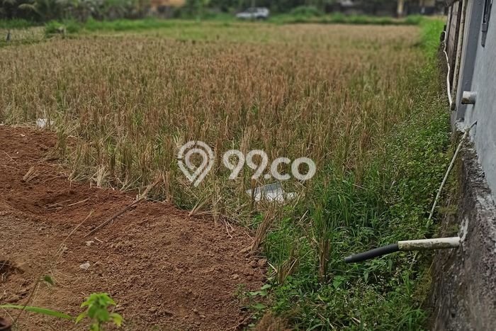 Disewakan Tanah Strategis di Ubud, Luas 550m², Dekat ke Ubud, Gianyar, Gianyar Disewakan Tanah Strategis di Ubud, Luas 550m², Dekat ke Ubud, Gianyar, Gianyar