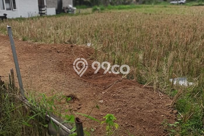 Disewakan Tanah Strategis di Ubud, Luas 550m², Dekat ke Ubud, Gianyar, Gianyar Disewakan Tanah Strategis di Ubud, Luas 550m², Dekat ke Ubud, Gianyar, Gianyar