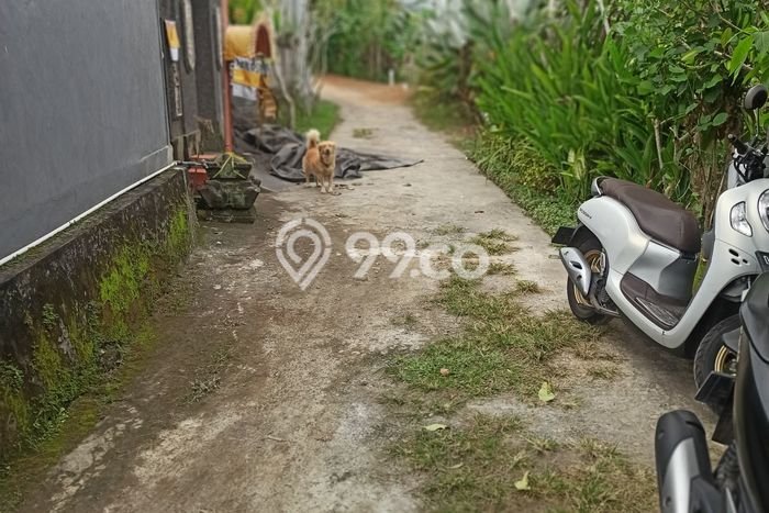 Disewakan Tanah Strategis di Ubud, Luas 550m², Dekat ke Ubud, Gianyar, Gianyar Disewakan Tanah Strategis di Ubud, Luas 550m², Dekat ke Ubud, Gianyar, Gianyar