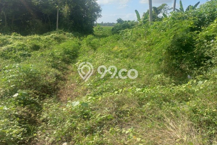 Tanah Potensial Kawasan Ubud, Luas 500m², For Rent Tanah Potensial Kawasan Ubud, Luas 500m², For Rent
