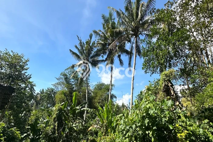 Tanah Investasi Disewakan di Ubud, Gianyar, Luas 2000m2 Tanah Investasi Disewakan di Ubud, Gianyar, Luas 2000m2