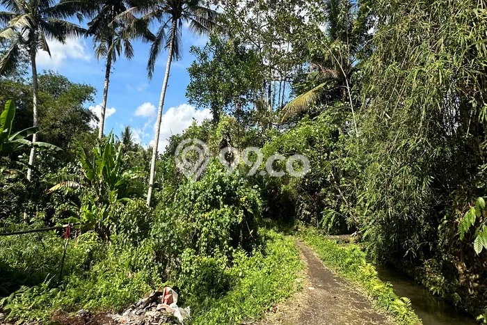 Tanah Investasi Disewakan di Ubud, Gianyar, Luas 2000m2 Tanah Investasi Disewakan di Ubud, Gianyar, Luas 2000m2