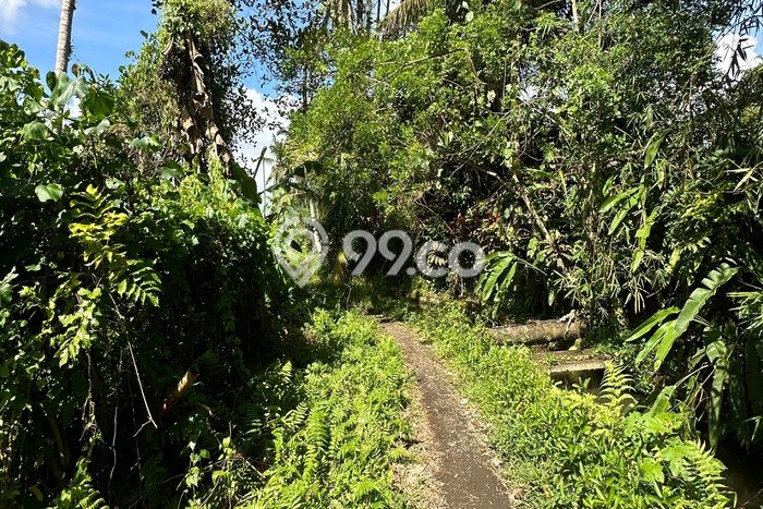 Tanah Investasi Disewakan di Ubud, Gianyar, Luas 2000m2 Tanah Investasi Disewakan di Ubud, Gianyar, Luas 2000m2