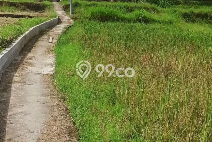 Disewakan Segera Tanah di Ubud Luas 900m2 Area Potensial Disewakan Segera Tanah di Ubud Luas 900m2 Area Potensial