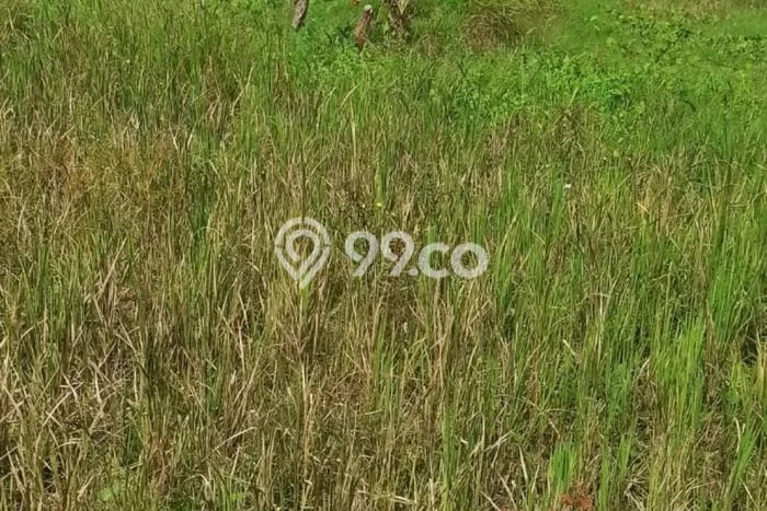 Disewakan Segera Tanah di Ubud Luas 900m2 Area Potensial Disewakan Segera Tanah di Ubud Luas 900m2 Area Potensial