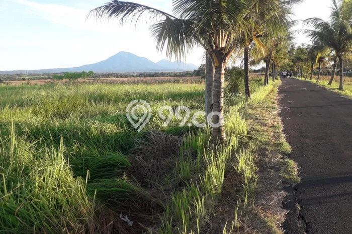 Lahan Strategis di Selemadeg Tabanan Disewakan dengan Luas 57m2 Lahan Strategis di Selemadeg Tabanan Disewakan dengan Luas 57m2