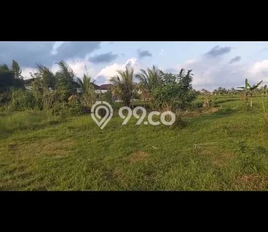 Lahan Disewakan Lokasi Sayan Gianyar Luas 4000m2 Lahan Disewakan Lokasi Sayan Gianyar Luas 4000m2