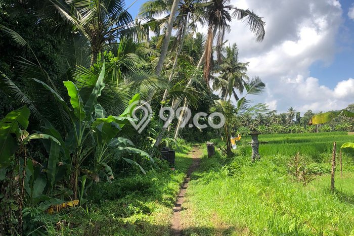 Tanah Investasi Dijual di Gianyar Punya Luas 1700m2 Tanah Investasi Dijual di Gianyar Punya Luas 1700m2