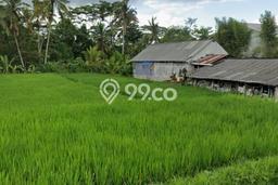 Tanah untuk Dijual Lokasi Ubud, Gianyar Luas 1000m2 SHM Tanah untuk Dijual Lokasi Ubud, Gianyar Luas 1000m2 SHM