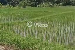 Tanah Kavling Dijual di Siangan, Gianyar dengan Luas Tanah 1600m2 Tanah Kavling Dijual di Siangan, Gianyar dengan Luas Tanah 1600m2