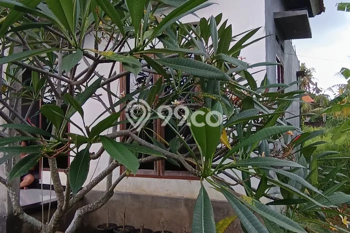 Dijual Rumah 2 Kamar Lokasi Ideal Bagus dan Strategis di Ubud Dijual Rumah 2 Kamar Lokasi Ideal Bagus dan Strategis di Ubud