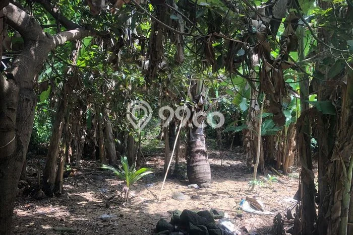 Lahan Strategis di Ubud Gianyar Disewakan dengan Luas 950m2 Lahan Strategis di Ubud Gianyar Disewakan dengan Luas 950m2