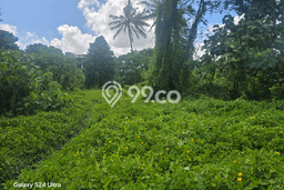 Paling Dicari! Lahan Kosong Disewakan di Ubud, Gianyar Paling Dicari! Lahan Kosong Disewakan di Ubud, Gianyar