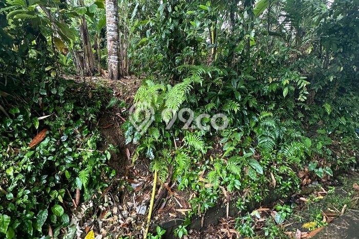 Sewa Tanah Kawasan Ubud, Luas 800m², Lokasi Strategis Sewa Tanah Kawasan Ubud, Luas 800m², Lokasi Strategis