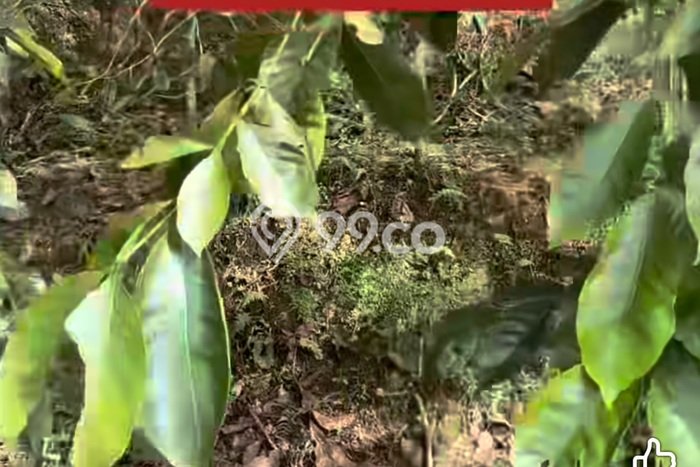 Tanah Dijual Area Strategis di Pupuansawah Tabanan 60000m2 Tanah Dijual Area Strategis di Pupuansawah Tabanan 60000m2
