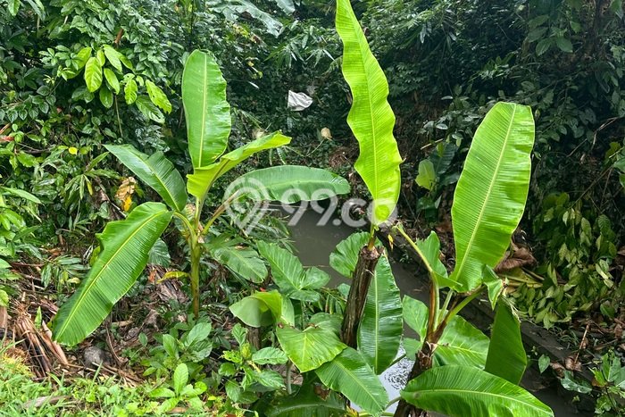 Sewa Tanah Kawasan Ubud, Luas 800m², Lokasi Strategis Sewa Tanah Kawasan Ubud, Luas 800m², Lokasi Strategis
