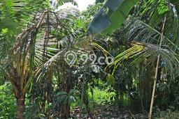 Paling Dicari! Lahan Kosong Disewakan di Ubud, Gianyar Paling Dicari! Lahan Kosong Disewakan di Ubud, Gianyar