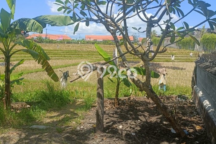 Jual Tanah di Umalas, Luas 1276m², Lingkungan Asri Jual Tanah di Umalas, Luas 1276m², Lingkungan Asri