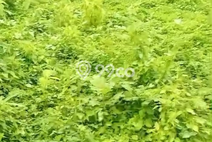 Kavling Tanah untuk Dijual di Bitera, Gianyar, Luas 400m2 Kavling Tanah untuk Dijual di Bitera, Gianyar, Luas 400m2