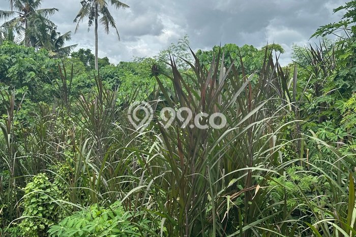 Lahan Sewa di Ubud Gianyar dengan Luas 1800m2 Lahan Sewa di Ubud Gianyar dengan Luas 1800m2