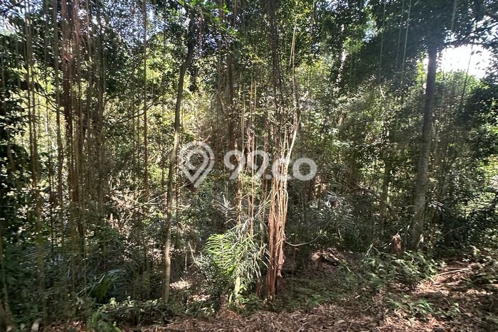 Disewakan Tanah di Ubud, Luas 700m², Akses Mudah, Area Strategis Disewakan Tanah di Ubud, Luas 700m², Akses Mudah, Area Strategis
