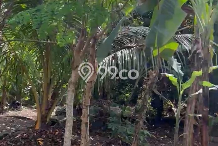 Tanah Kawasan Ubud, Luas 600m², Area Strategis Tanah Kawasan Ubud, Luas 600m², Area Strategis