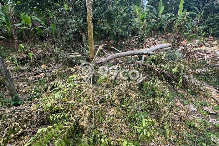 Disewakan Tanah Kawasan Ubud, Luas 1000m², Akses Bagus Disewakan Tanah Kawasan Ubud, Luas 1000m², Akses Bagus