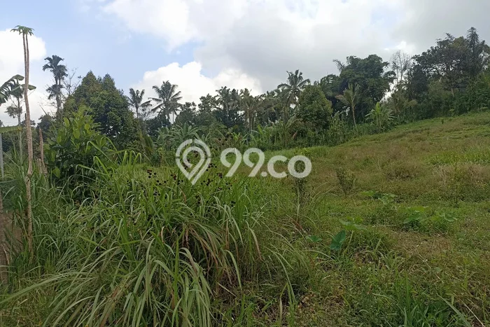 Tanah Kavling Dijual di Tabanan dengan Spesifikasi 5000m2 Tanah Kavling Dijual di Tabanan dengan Spesifikasi 5000m2