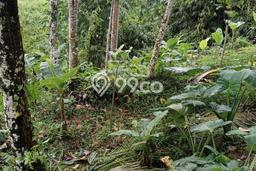 Jarang Ada! Tanah di Ubud Punya Luas 2655m2 SHM Jarang Ada! Tanah di Ubud Punya Luas 2655m2 SHM