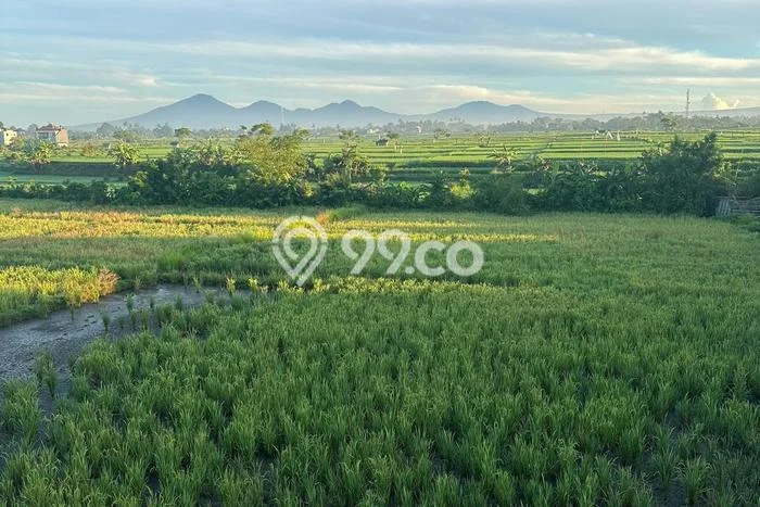 Rumah Minimalis 2 KT di Singapadu Gianyar Full Furnished Rumah Minimalis 2 KT di Singapadu Gianyar Full Furnished