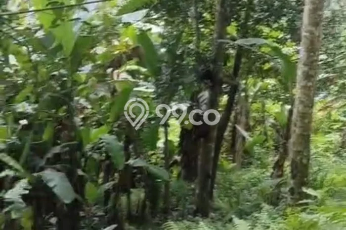 Tanah untuk Disewakan di Ubud Gianyar SHM Tanah untuk Disewakan di Ubud Gianyar SHM