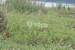 Dijual Tanah 1960m2 di Bedugul, Tabanan Dijual Tanah 1960m2 di Bedugul, Tabanan