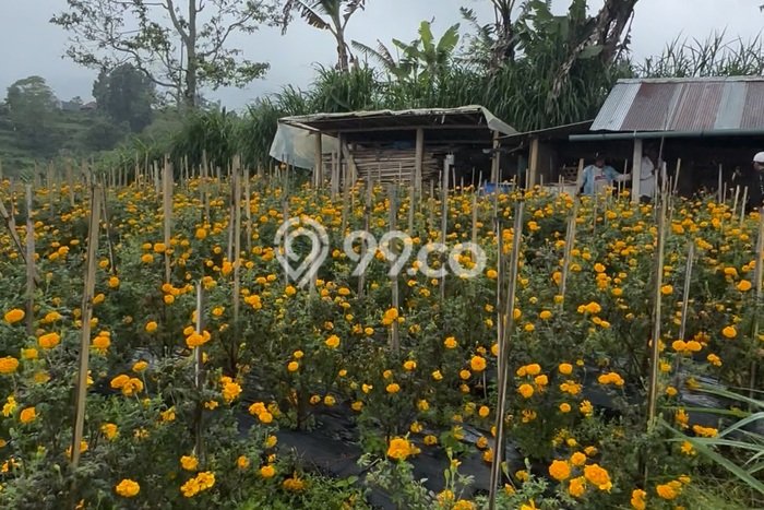 Untuk Dijual Tanah di Tabanan, Luas 13400m2 SHM Untuk Dijual Tanah di Tabanan, Luas 13400m2 SHM