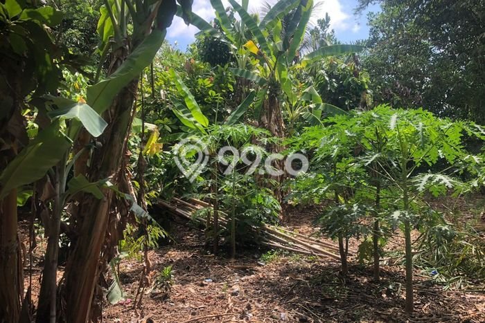 Lahan Strategis di Ubud Gianyar Disewakan dengan Luas 950m2 Lahan Strategis di Ubud Gianyar Disewakan dengan Luas 950m2