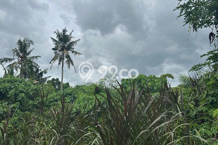 Lahan Sewa di Ubud Gianyar dengan Luas 1800m2 Lahan Sewa di Ubud Gianyar dengan Luas 1800m2