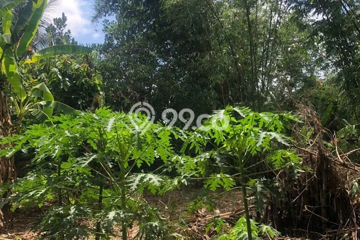 Lahan Strategis di Ubud Gianyar Disewakan dengan Luas 950m2 Lahan Strategis di Ubud Gianyar Disewakan dengan Luas 950m2