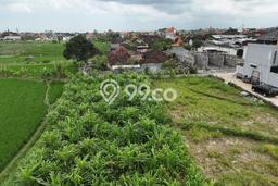 Tanah Disewakan Lokasi Badung Seluas 1550m2 Strategis dan Aman Tanah Disewakan Lokasi Badung Seluas 1550m2 Strategis dan Aman