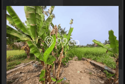 Dijual Tanah di Gianyar, Luas 340m2 SHM Dijual Tanah di Gianyar, Luas 340m2 SHM