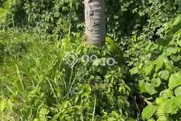 Dijual Tanah di Ubud, Luas 470m2m², Akses Strategis Dijual Tanah di Ubud, Luas 470m2m², Akses Strategis