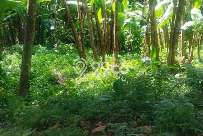 Paling Dicari! Kavling Tanah Disewakan di Ubud, Gianyar Paling Dicari! Kavling Tanah Disewakan di Ubud, Gianyar