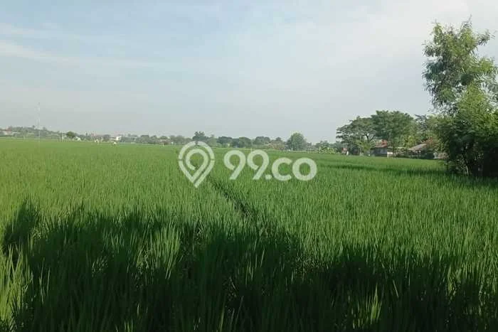 Jarang Ada! Tanah di Pedes Punya Luas 14685m2 SHM Jarang Ada! Tanah di Pedes Punya Luas 14685m2 SHM