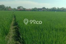 Jarang Ada! Tanah di Pedes Punya Luas 14685m2 SHM Jarang Ada! Tanah di Pedes Punya Luas 14685m2 SHM